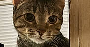 Olive joined the competition — help win amazing prizes! animal, blinds, cat, closeup, collar, curious, cute, domestic, ears, face, feline, indoor, looking, mammal, pet, portrait, tabby, whiskers, window, wood
