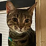 Olive joined the competition — help win amazing prizes! cat, tabby, indoor, curious, whiskers, collar, pet, animal, feline, closeup, face, ears, wood, window, blinds, portrait, cute, domestic, mammal, looking