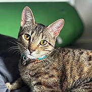 Olive is registered to the contest to win money with this photo: cat, tabby_cat, pet, animal, feline, yellow_eyes, collar, whiskers, close_up, portrait, indoor, curious, relaxed, fur, striped, lying_down, domestic_cat, mammal, cute, green_background