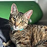cat, tabby_cat, pet, animal, feline, yellow_eyes, collar, whiskers, close_up, portrait, indoor, curious, relaxed, fur, striped, lying_down, domestic_cat, mammal, cute, green_background