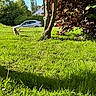 dog, grass, tree, car, house, outdoor, sunny, greenery, nature, running, pet, daylight, leafy, animal, small_dog, landscape, shadows, bush, field, summer