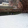 dog, snow, winter, river, coat, tree, house, brick_wall, outdoor, small_dog, canine, cold_weather, nature, animal, fence, grass, bare_tree, water, landscape, curious