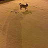 dog, snow, night, shadow, car, hedge, street, animal, small_dog, outdoor, winter, footprints, playful, pet, parked_car, streetlight, dark, cold, walking, lonely