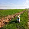 Louna participe au concours pour gagner de l'argent avec cette photo : dog, grass, field, dirt_path, blue_sky, clouds, contrails, collar, pet, animal, outdoor, nature, sunlight, rural, small_dog, curious, greenery, daytime, canine, landscape
