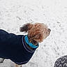 Louna a rejoint le concours — aidez-le/la à gagner de superbes lots ! dog, snow, blue_collar, coat, pet, fur, outdoor, winter, cold, animal, canine, walking, nature, frozen, grass, small_dog, side_view, curly_fur, winter_clothing, companion