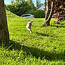 dog, grass, tree, outdoor, sunlight, nature, pet, running, greenery, park, daytime, small_dog, canine, yard, leaves, bush, car, house, shadow, playful