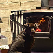 Coco is registered to the contest to win money with this photo: dog, black_dog, wood_stove, fire, flames, indoor, tiled_wall, cardboard_box, floor, shadow, warm_light, pet, animal, cozy, home, heating, sitting, quiet, calm, domestic