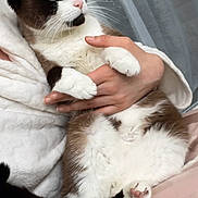 Bella a rejoint le concours — aidez-le/la à gagner de superbes lots ! cat, feline, pet, blue_eyes, paws, whiskers, pink_nose, fur, sitting, being_held, hands, person, blanket, robe, indoor, curtain, window, cozy, relaxed, portrait