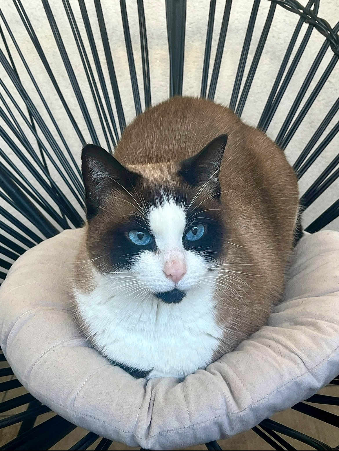 Bella participe au concours pour gagner de l'argent avec cette photo : cat, snowshoe, blue_eyes, white_fur, brown_fur, whiskers, ears, nose, paws, loaf, cushion, chair, indoor, pet, portrait, close_up, relaxed, sitting, looking_at_camera, furniture