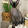 abyssinian, advertisement, animal, basket, blackcat, cat, egyptiancat, flower, head, jar, kitten, person, pet, plant, planter, poster, pottedplant, pottery, text, vase