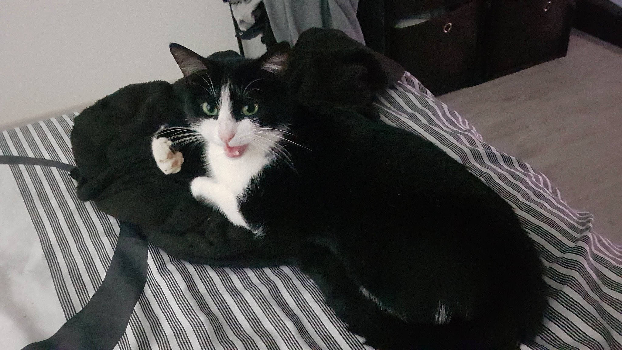 Spidou participe au concours pour gagner de l'argent avec cette photo : black_cat, carnivore, cat, comfort, domestic_short_haired_cat, felidae, formal_wear, fur, grey, monochrome, monochrome_photography, pattern, paw, plaid, sitting, small_to_medium_sized_cats, snout, tail, tartan, whiskers