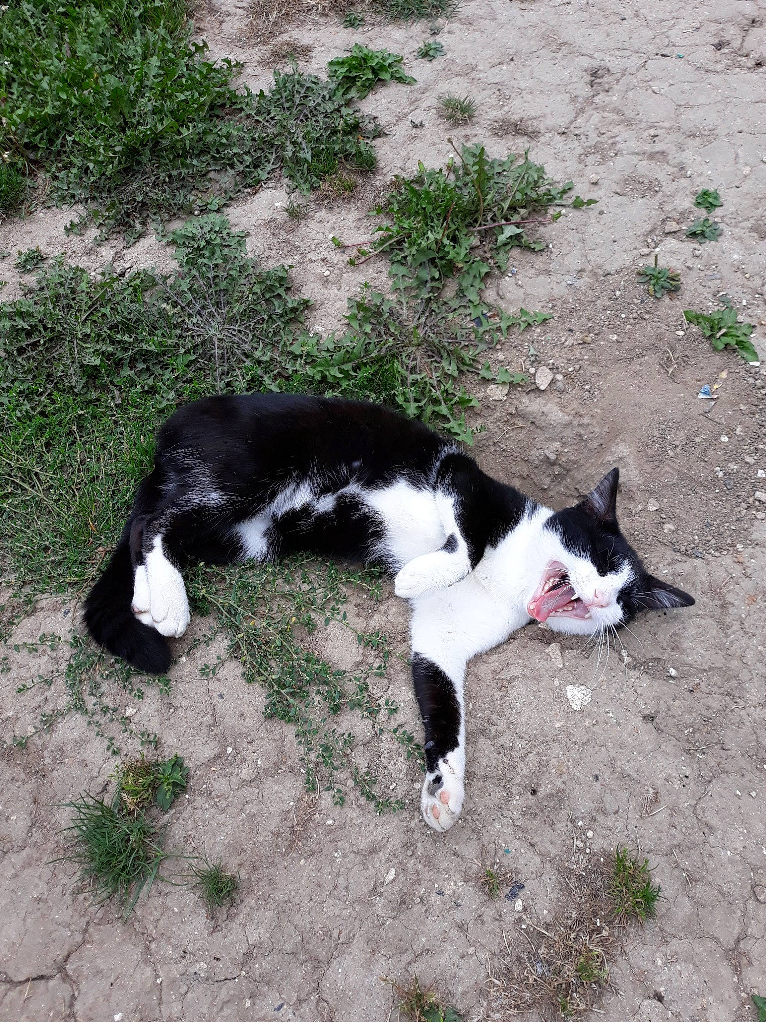 Spidou a rejoint le concours — aidez-le/la à gagner de superbes lots ! canidae, carmine, carnivore, cat, companion_dog, dog_breed, domestic_short_haired_cat, felidae, fur, grass, plant, shadow, small_to_medium_sized_cats, soil, sporting_group, tail, terrestrial_animal, walking, whiskers