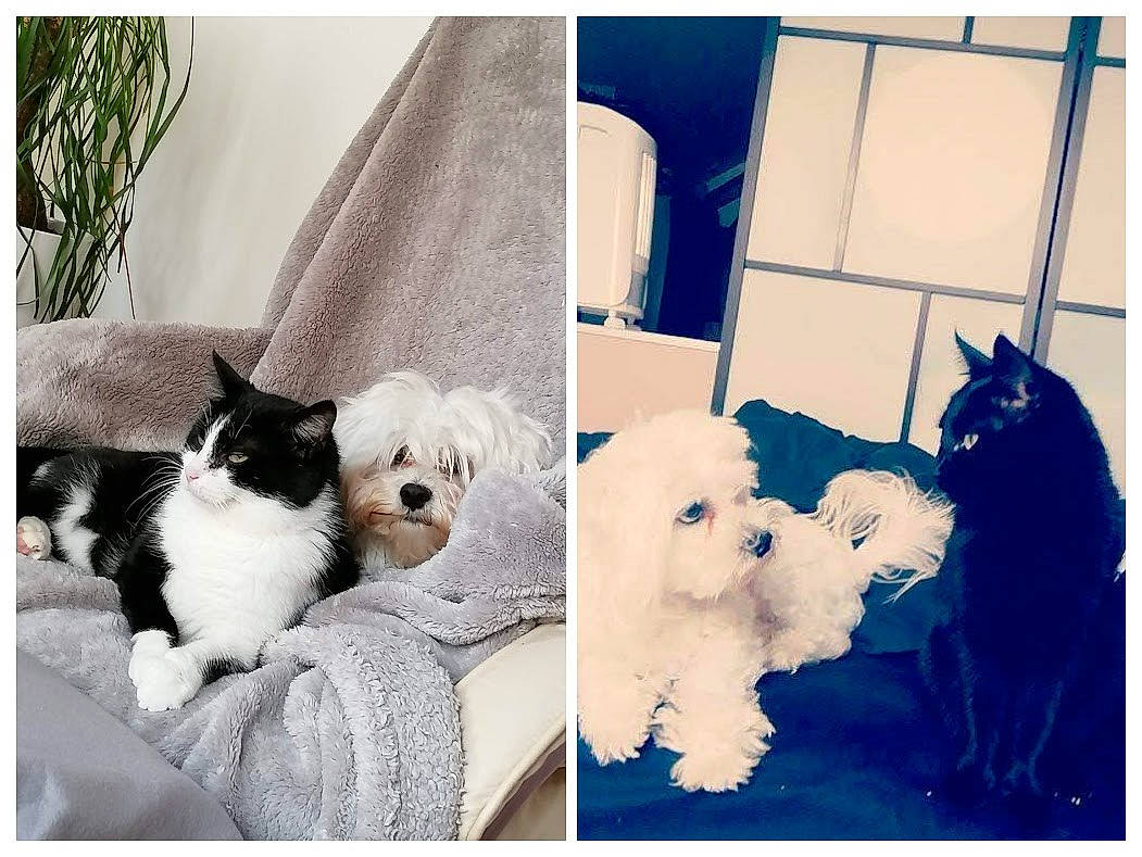 Spidou a rejoint le concours — aidez-le/la à gagner de superbes lots ! canidae, carnivore, cat, comfort, companion_dog, dog, dog_breed, dog_supply, felidae, fur, pattern, pet_supply, rectangle, room, stuffed_toy, textile, toy, toy_dog, white, working_animal