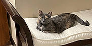 Linda is registered to the contest to win money with this photo: cat, tortoiseshell, bench, cushion, wooden_furniture, indoor, floor, wall, pet, animal, relaxed, sitting, looking, fur, mammal, domestic, quiet, calm, feline, home
