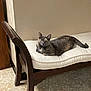 animal, bench, calm, cat, cushion, domestic, feline, floor, fur, home, indoor, looking, mammal, pet, quiet, relaxed, sitting, tortoiseshell, wall, wooden_furniture