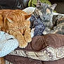 Linda joined the competition — help win amazing prizes! cat, orange_cat, gray_cat, feline, pet, indoor, couch, blanket, cushion, resting, relaxed, fur, animal, domestic, companions, closeup, cozy, sleepy, paws, leather