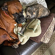 Linda joined the competition — help win amazing prizes! dog, cat, blanket, couch, leather, pillow, pet, snuggling, cozy, indoor, companion, brown_dog, gray_cat, fur, resting, animal, domestic, relaxing, friendship, home