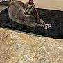 Linda is registered to the contest to win money with this photo: cat, tortoiseshell, pet, animal, indoor, floor, mat, black_mat, feline, resting, looking, ears, paws, tile_floor, radiator, curious, relaxed, domestic, cozy, home