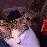 Enzo is registered to the contest to win money with this photo: animal, bedroom, blanket, cat, comfort, cozy, cute, domestic_animal, fur, furniture, indoor, pet, pillows, relaxation, resting, sleeping, soft_lighting, tabby_cat, whiskers, white_cat