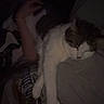 Enzo is registered to the contest to win money with this photo: animal, arm, cat, clothing, comfort, companion, cozy, dark, fur, gray, hand, human, indoor, lying_down, person, pet, relaxation, resting, sleeping, white