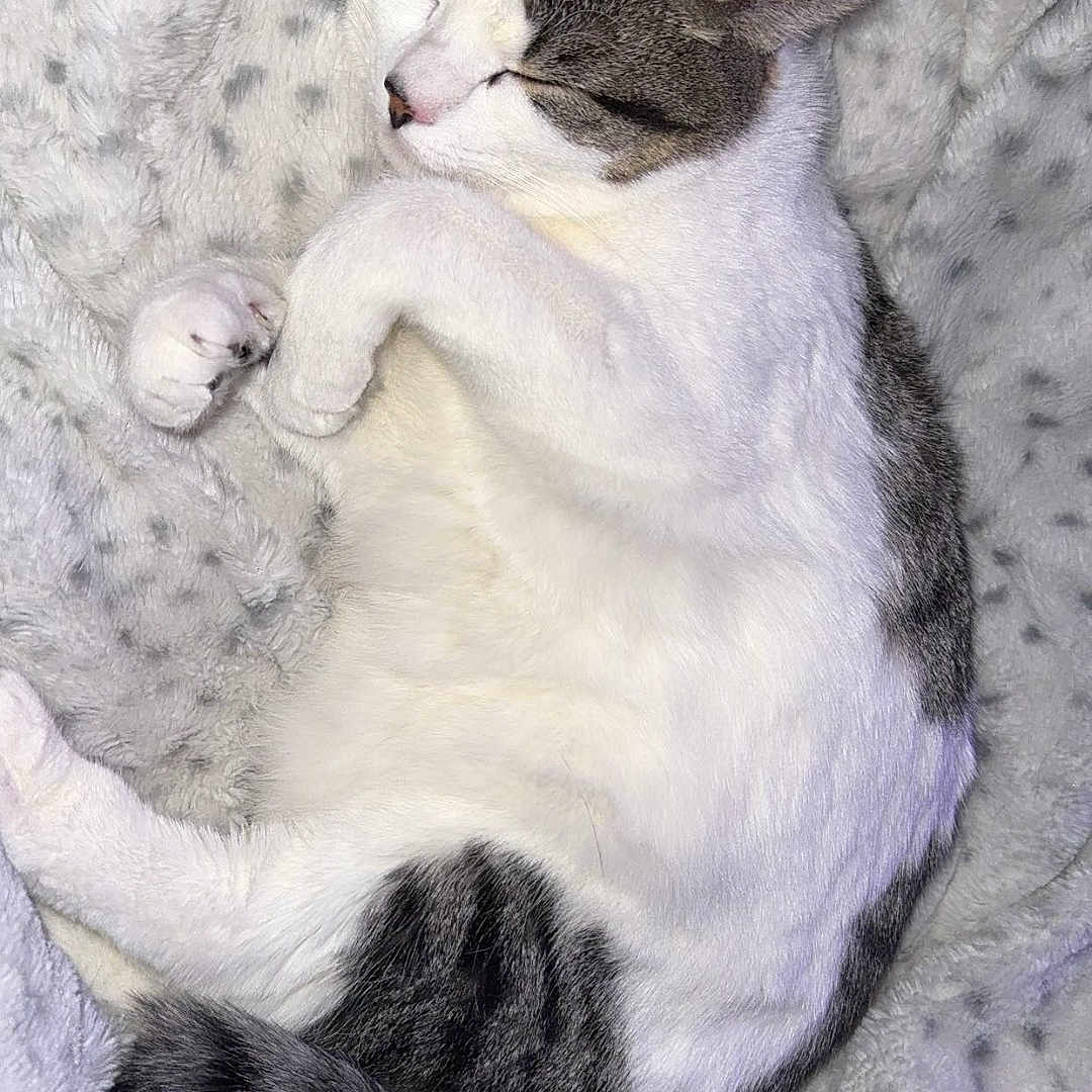 Enzo