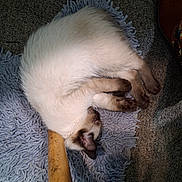 Sapphire is registered to the contest to win money with this photo: cat, siamese_cat, sleeping, curled_up, rug, blue_rug, fur, indoor, cozy, paw, wooden_stick, floor, pet, animal, feline, resting, cute, domestic_cat, quiet, relaxation