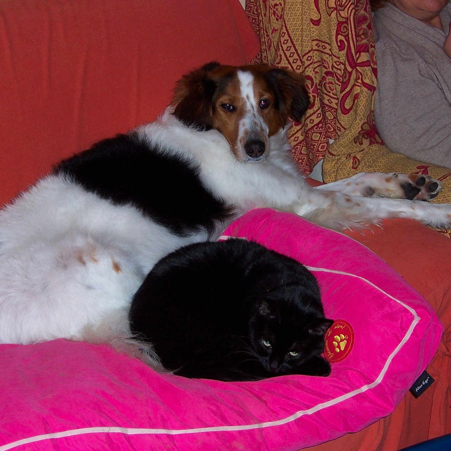 Poupee participe au concours pour gagner de l'argent avec cette photo : animal, black_cat, blanket, casual, cat, companion, couch, cozy, dog, furniture, home, indoor, orange_couch, person, pet, pillow, pink_pillow, relaxing, resting, white_dog