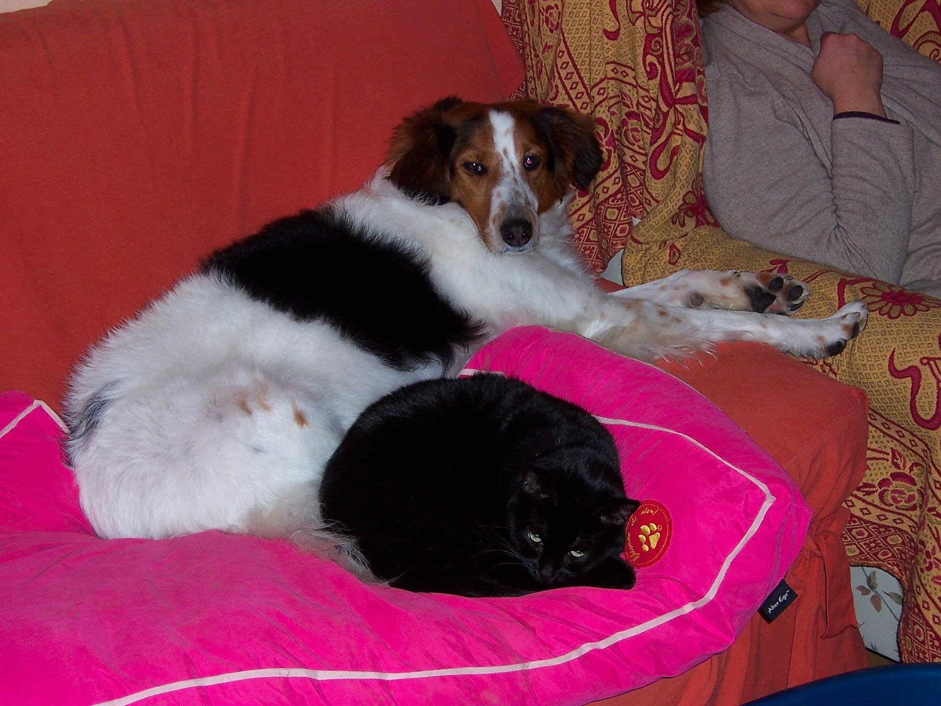 Poupee participe au concours pour gagner de l'argent avec cette photo : animal, black_cat, blanket, casual, cat, companion, couch, cozy, dog, furniture, home, indoor, orange_couch, person, pet, pillow, pink_pillow, relaxing, resting, white_dog