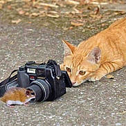 Begonia a rejoint le concours — aidez-le/la à gagner de superbes lots ! cat, mouse, camera, orange_tabby, animal, cute, curious, ground, lens, outdoor, pet, mammal, small_animal, close_up, nature, wildlife, playful, focus, interaction, photography