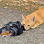 cat, mouse, camera, orange_tabby, animal, cute, curious, ground, lens, outdoor, pet, mammal, small_animal, close_up, nature, wildlife, playful, focus, interaction, photography