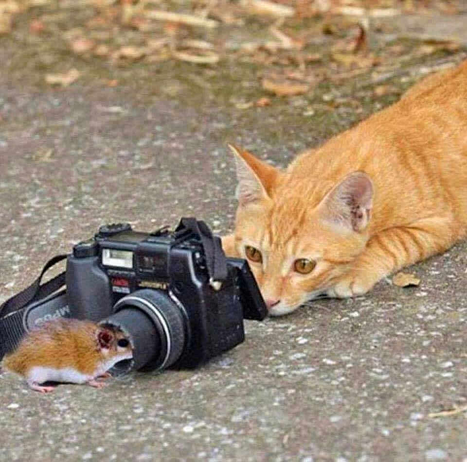 Begonia a rejoint le concours — aidez-le/la à gagner de superbes lots ! cat, mouse, camera, orange_tabby, animal, cute, curious, ground, lens, outdoor, pet, mammal, small_animal, close_up, nature, wildlife, playful, focus, interaction, photography