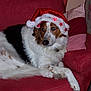 animal, brown_fur, christmas, companion, cozy, cute, decor, dog, domestic_animal, festive, fluffy, holiday, indoor, pet, pillow, red_couch, relaxed, santa_hat, seated, white_fur