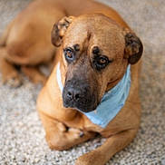 Jack participe au concours pour gagner de l'argent avec cette photo : dog, brown_dog, bandana, pet, animal, laying_down, pebbled_floor, canine, mammal, domestic_animal, close_up, portrait, fur, ears, snout, paws, indoor, relaxed, cute, companion