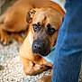 Jack a rejoint le concours — aidez-le/la à gagner de superbes lots ! dog, brown_dog, pet, indoor, floor, pebble_floor, jeans, person, legs, closeup, animal, canine, resting, looking, domestic_animal, fur, snout, ears, paws, casual