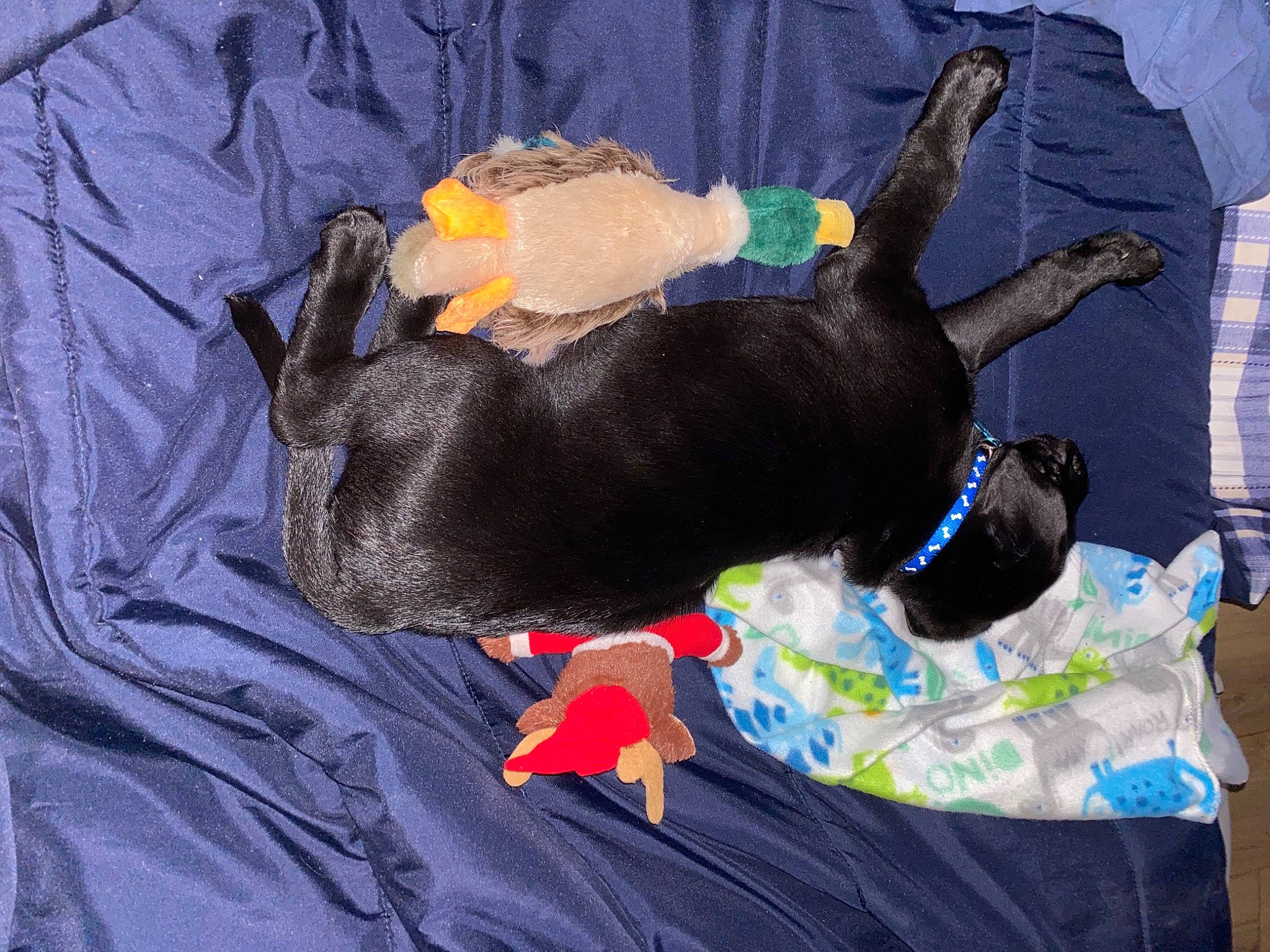 Knox is registered to the contest to win money with this photo: canidae, carnivore, dachshund, dog, dog_breed, fawn, miniature_pinscher, non_sporting_group, puppy, sporting_group, tail