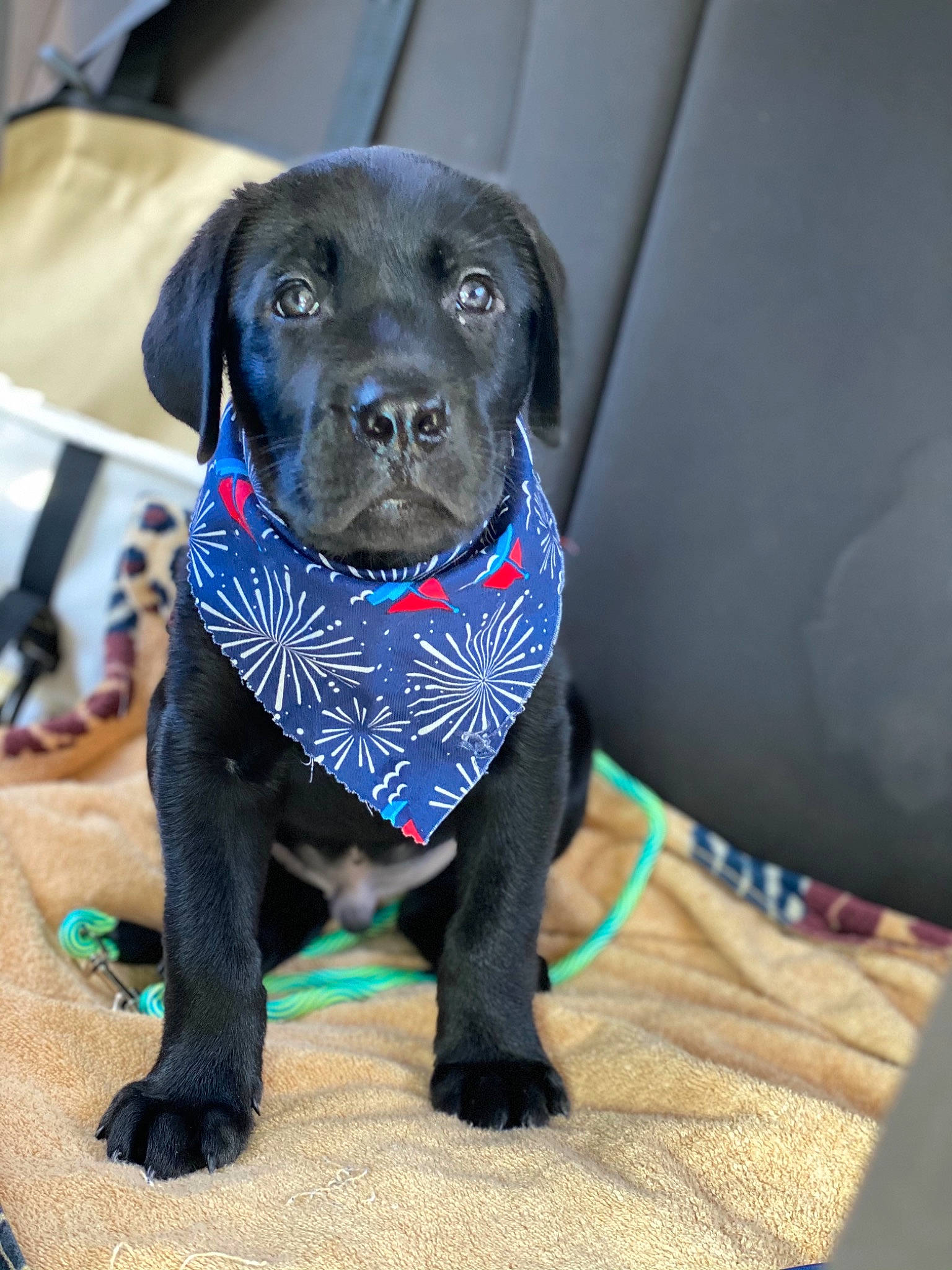 Knox joined the competition — help win amazing prizes! beagador, black, canidae, carnivore, companion_dog, dog, dog_breed, dog_collar, fawn, guard_dog, labrador_retriever, patterdale_terrier, puppy, retriever, snout, sporting_group, whiskers