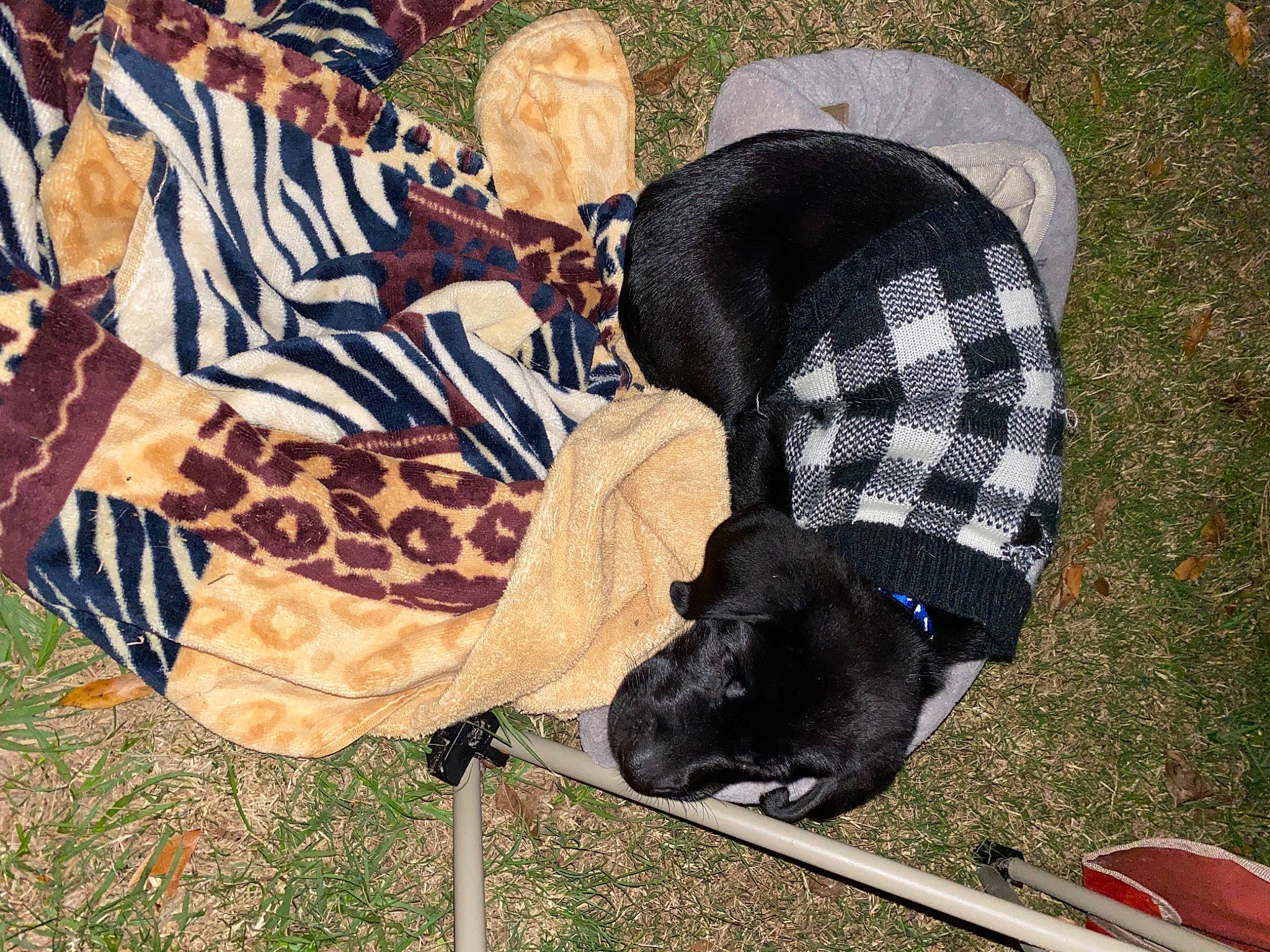 Knox is registered to the contest to win money with this photo: canidae, carnivore, dog, dog_breed, fawn, guard_dog, non_sporting_group, pattern, puppy, sporting_group