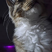 Ragnarr joined the competition — help win amazing prizes! cat, fluffy, close_up, whiskers, fur, portrait, looking_up, dark_background, purple_light, animal, pet, mammal, feline, indoor, soft_texture, curious, side_view, detailed, expression, natural