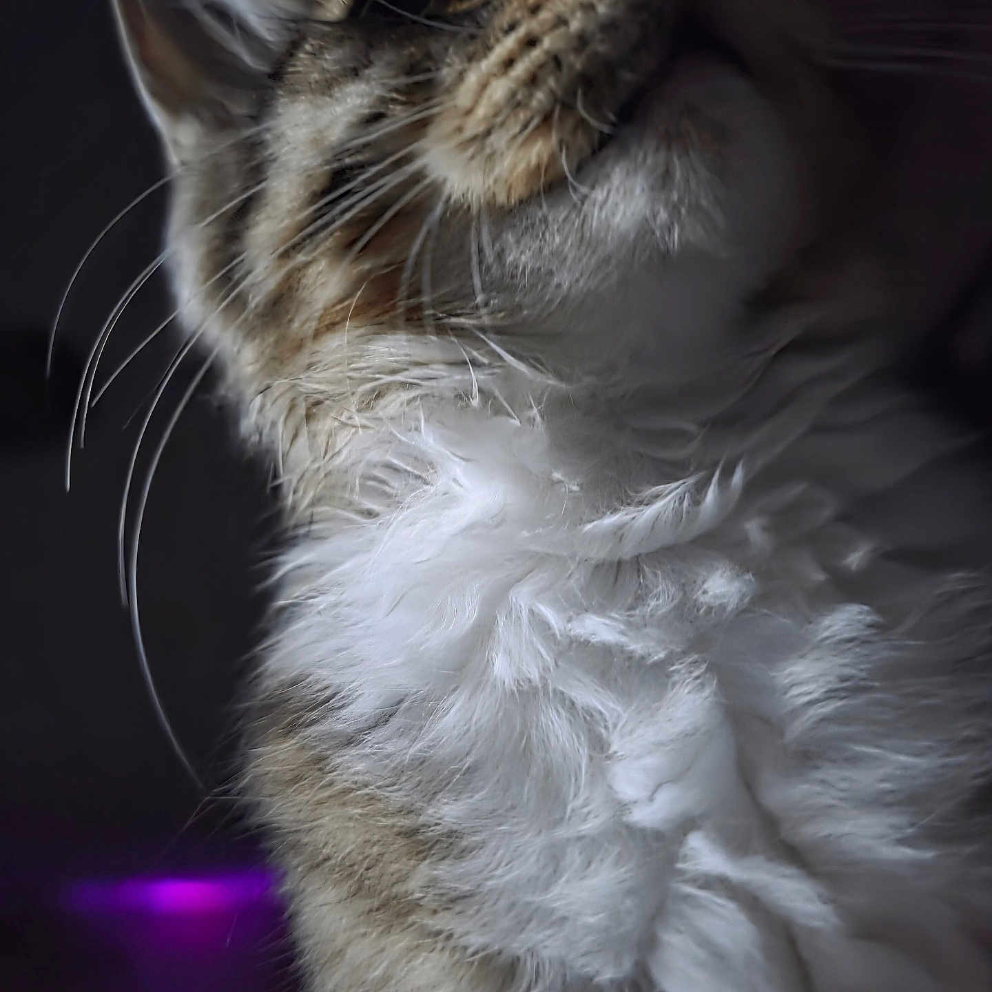 Ragnarr joined the competition — help win amazing prizes! animal, cat, close_up, curious, dark_background, detailed, expression, feline, fluffy, fur, indoor, looking_up, mammal, natural, pet, portrait, purple_light, side_view, soft_texture, whiskers