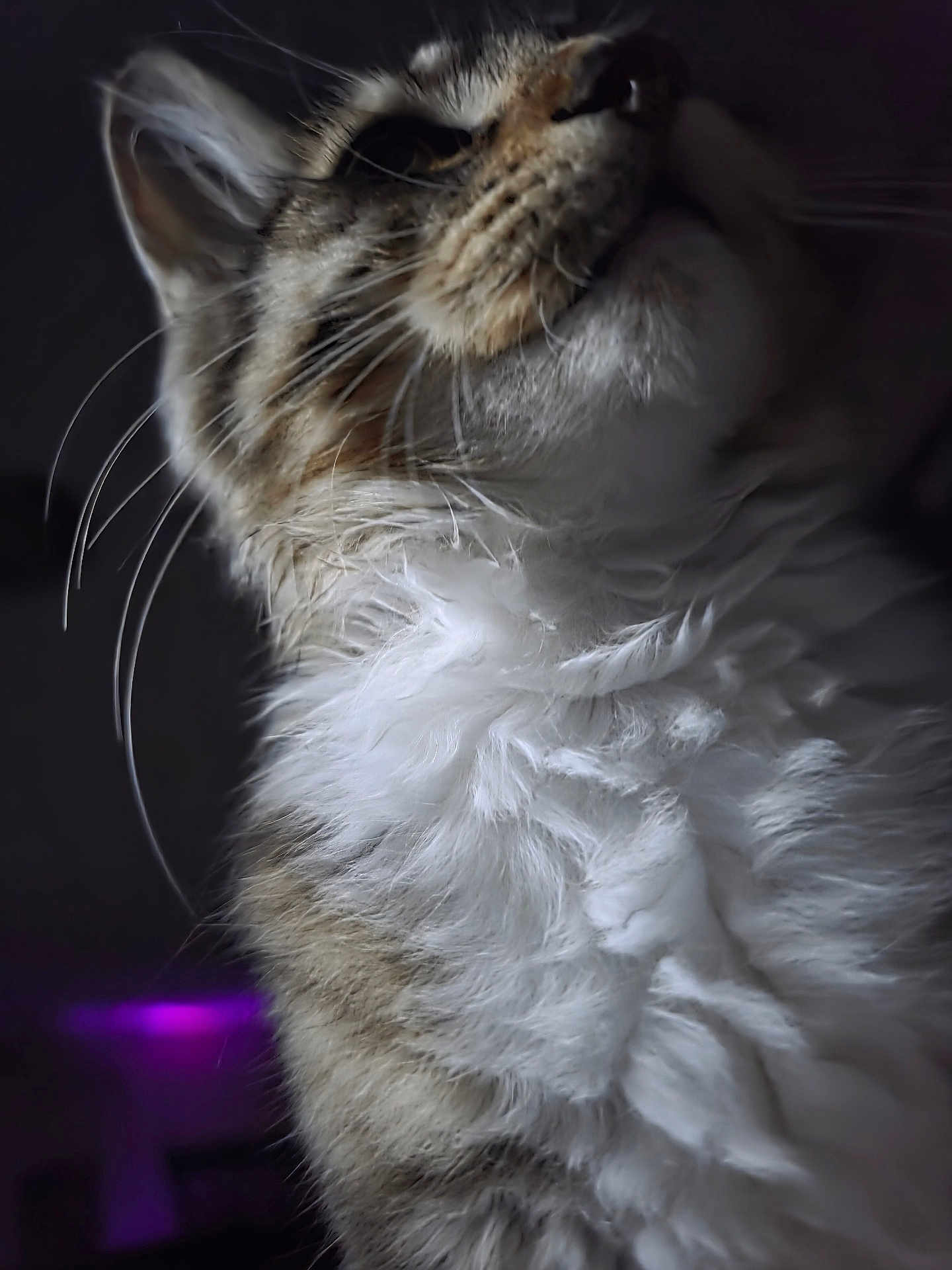 Ragnarr joined the competition — help win amazing prizes! cat, fluffy, close_up, whiskers, fur, portrait, looking_up, dark_background, purple_light, animal, pet, mammal, feline, indoor, soft_texture, curious, side_view, detailed, expression, natural