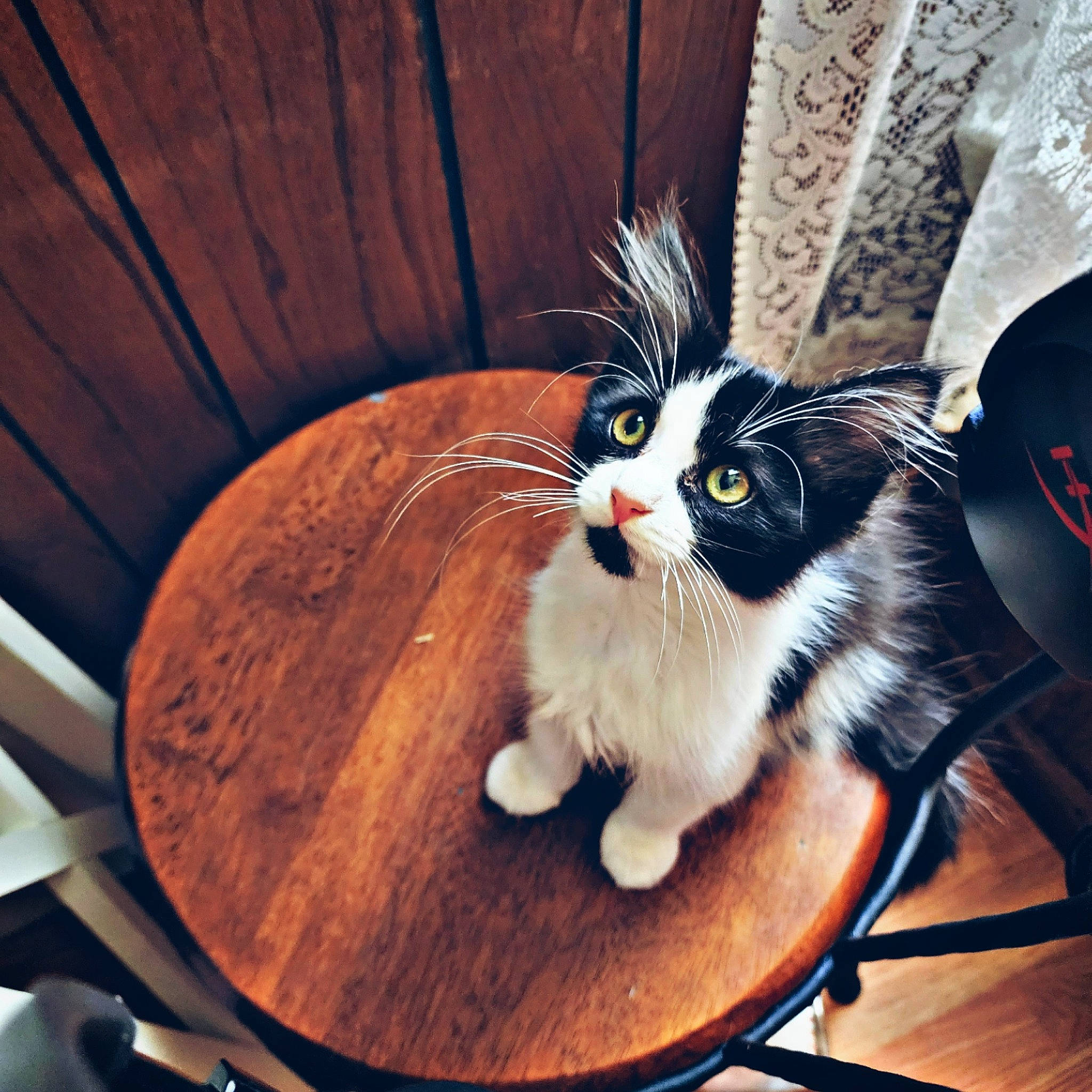 Artemis joined the competition — help win amazing prizes! carnivore, cat, chair, claw, comfort, companion_dog, domestic_short_haired_cat, felidae, fur, hardwood, paw, sitting, small_to_medium_sized_cats, table, tail, varnish, whiskers, window, wood, wood_stain