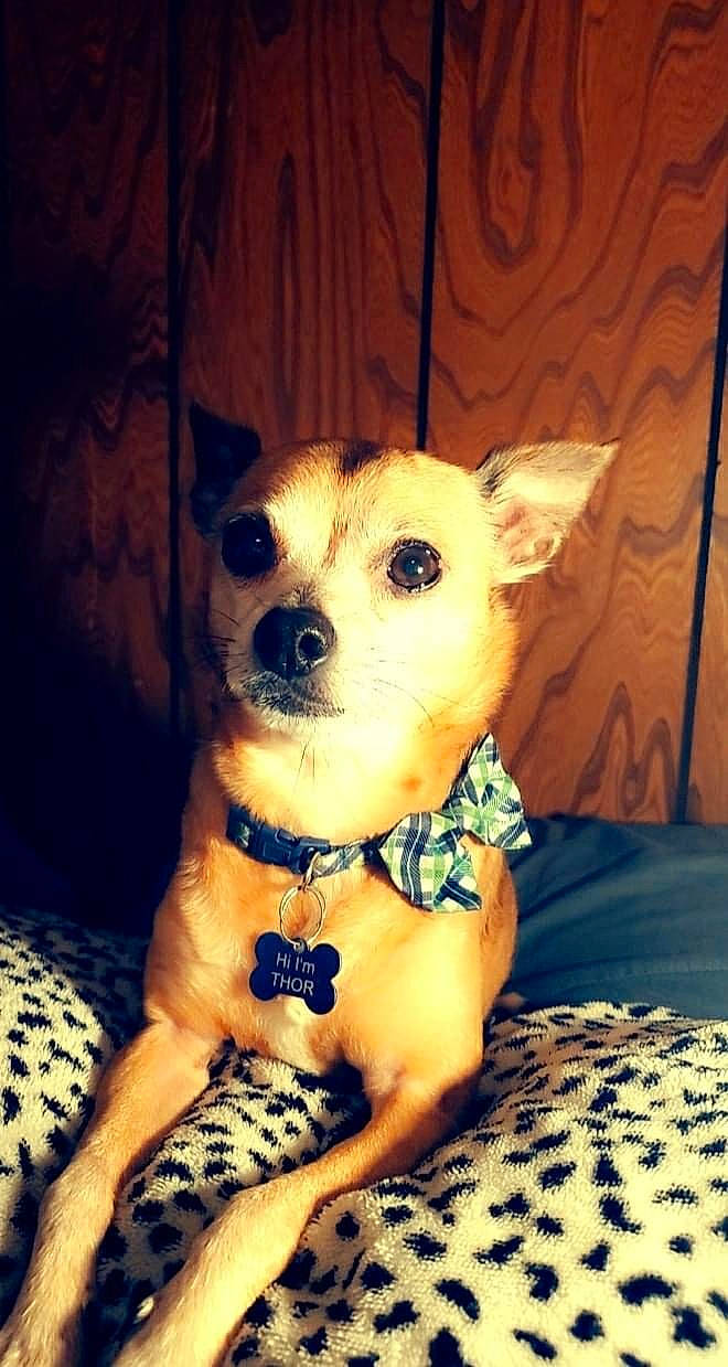 Thor joined the competition — help win amazing prizes! canidae, carnivore, chihuahua, companion_dog, dog, dog_breed, dog_clothes, dog_collar, dog_supply, fawn, fur, paw, sitting, snout, sporting_group, tail, terrestrial_animal, toy_dog, whiskers, working_animal