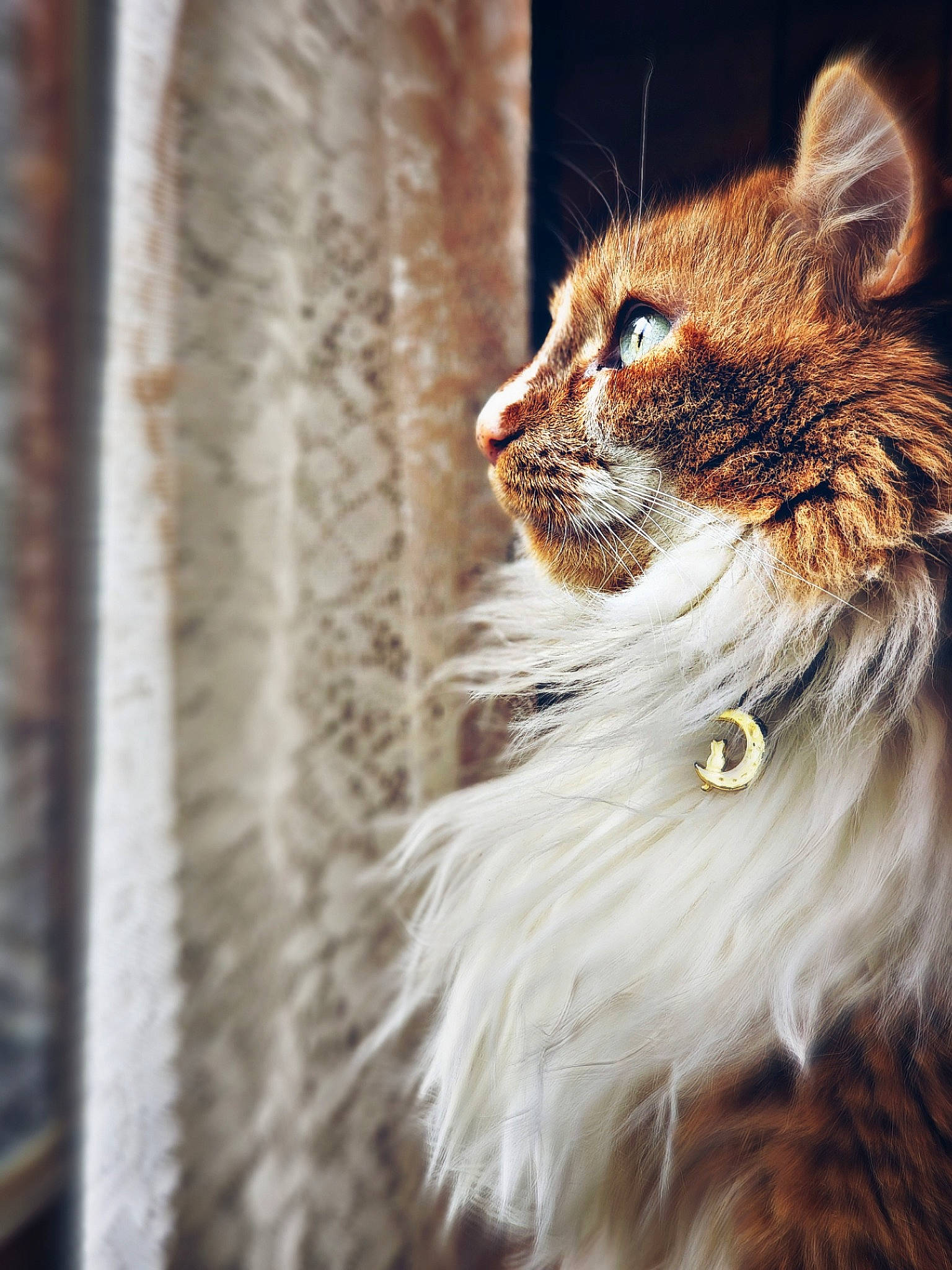 Luna is registered to the contest to win money with this photo: carnivore, cat, claw, domestic_short_haired_cat, fawn, felidae, fur, maine_coon, small_to_medium_sized_cats, snout, tail, terrestrial_animal, tree, whiskers, wildlife, window, wood