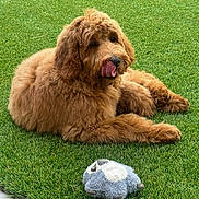 Charlie is registered to the contest to win money with this photo: dog, golden_doodle, grass, outdoor, toy, plush_toy, pet, animal, curly_fur, playful, tongue_out, greenery, sunlight, relaxing, lying_down, fluffy, cute, nature, summer, friendly