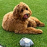 dog, golden_doodle, grass, outdoor, toy, plush_toy, pet, animal, curly_fur, playful, tongue_out, greenery, sunlight, relaxing, lying_down, fluffy, cute, nature, summer, friendly