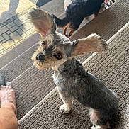 Eevee is registered to the contest to win money with this photo: dog, pet, stairs, carpet, ear, foot, indoor, curious, animal, black_dog, small_dog, fur, paw, looking_up, domestic, companionship, home, cute, canine, shadow