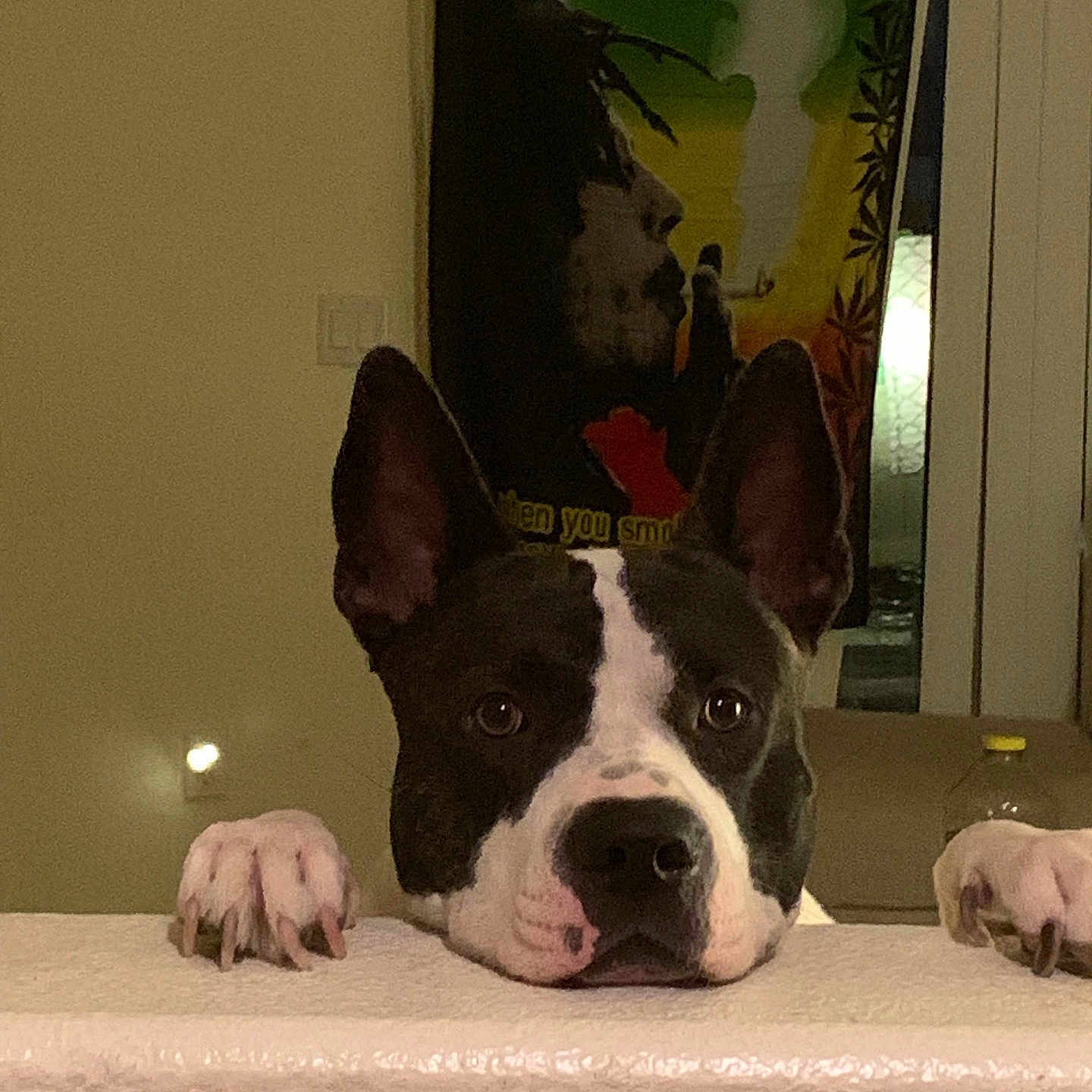Gizmo joined the competition — help win amazing prizes! animal, black_and_white, bob_marley_poster, closeup, curious, decor, dog, domestic_animal, ears, expression, furniture, head, indoor, ledgestone, looking, paws, pet, portrait, room, wall