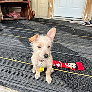 Skyy is registered to the contest to win money with this photo: dog, puppy, outdoor, rug, striped_rug, door, shelf, sock, betty_boob, pet_tag, fur, small_dog, ears, cute, animal, porch, wood, clutter, floor, collar