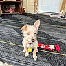 dog, puppy, outdoor, rug, striped_rug, door, shelf, sock, betty_boob, pet_tag, fur, small_dog, ears, cute, animal, porch, wood, clutter, floor, collar