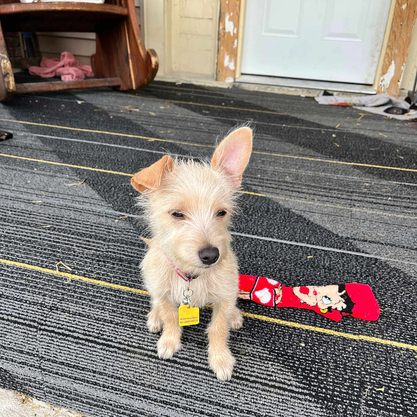 Skyy is registered to the contest to win money with this photo: dog, puppy, outdoor, rug, striped_rug, door, shelf, sock, betty_boob, pet_tag, fur, small_dog, ears, cute, animal, porch, wood, clutter, floor, collar
